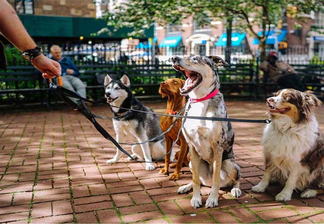 Cómo viajar cuidando mascotas