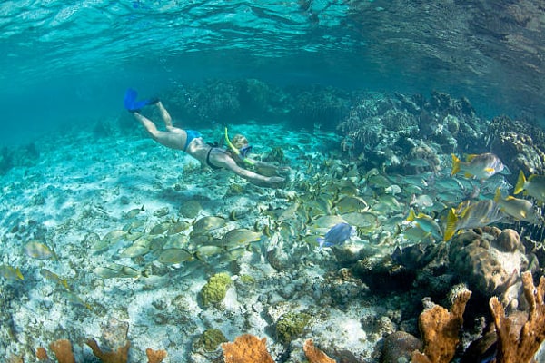 Arrecife de coral