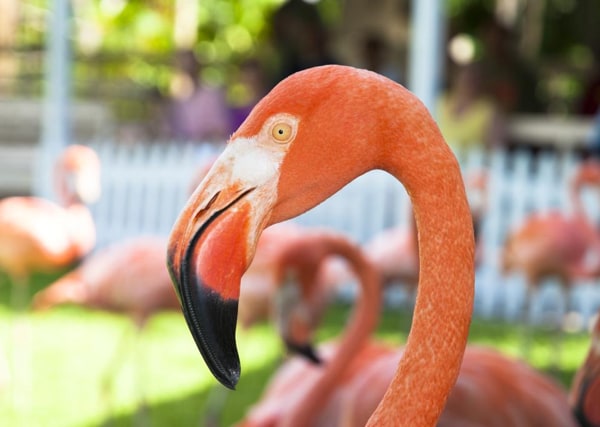 Jardines, zoológico y parque de conservación de Ardastra