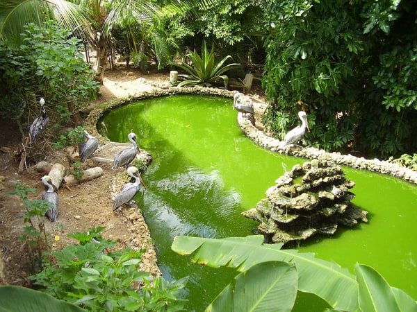 Santuario de vida silvestre de Barbados