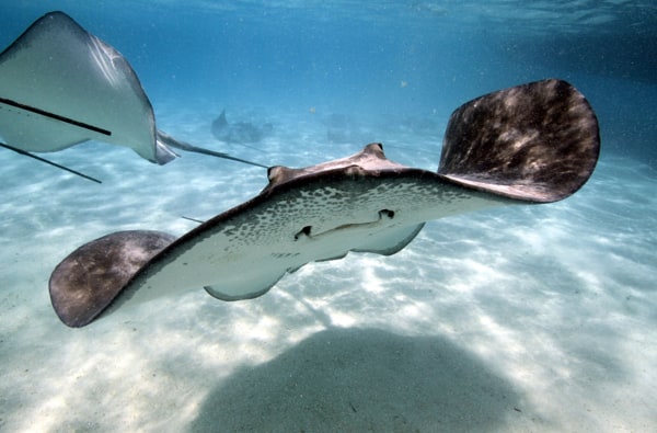 Stingray City Antigua