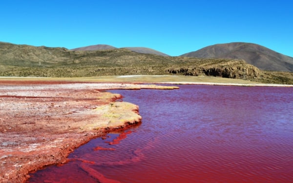 Laguna Roja, Camiña