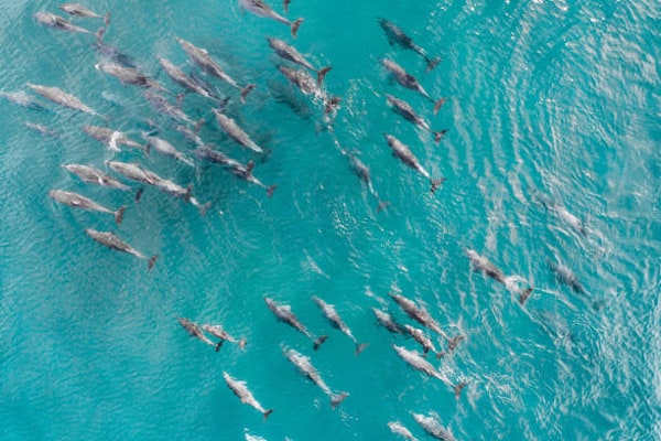 Santuario de ballenas y delfines