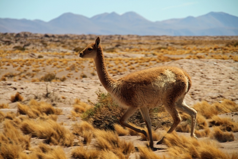 Desierto de Atacama